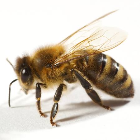 bite, lidot, medus Tomo Jesenicnik - Dreamstime