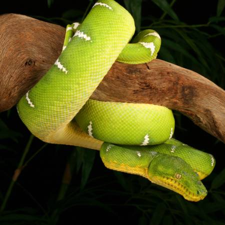 čūska, wild, wildlife, zars, zaļa Johnbell - Dreamstime