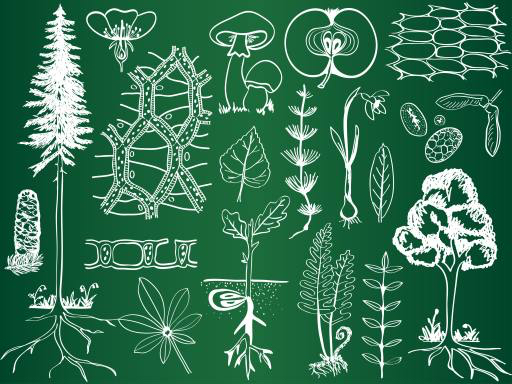 zaļa, zīmēšana, zīmējumi, koks, koki, lapas, sēņu, ābolu, augļi Kytalpa