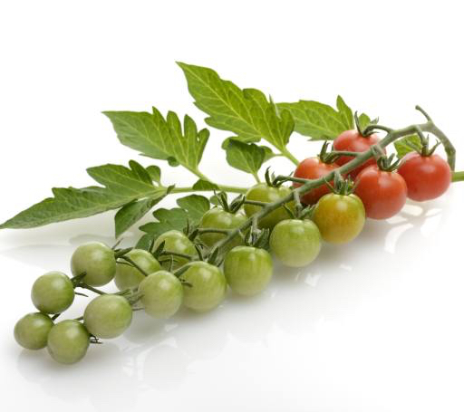 augļi, dārzeņi, tomāti, tomātu, zaļš, sarkans, lapas, pārtika Svetlana Foote (Saddako123)