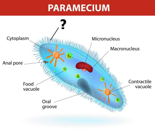 paramecium, mikrokodolu Designua