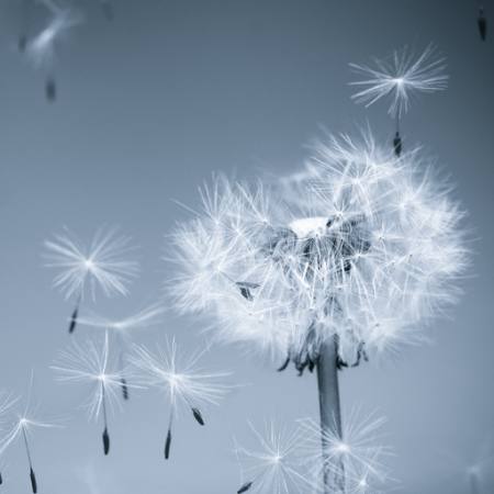 ziedu, lidot, zila, debesis, sēklas Mouton1980 - Dreamstime