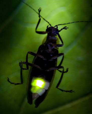 kukaiņu, dzīvnieku, savvaļas, wildlife, mazs, leaf, green Fireflyphoto - Dreamstime