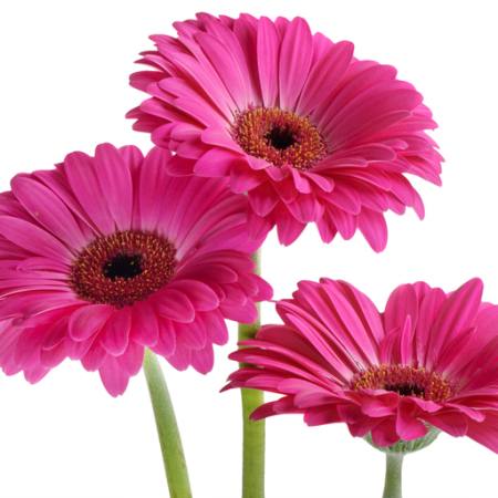 ziedi, ziedu, rozā, violeta Tatjana Baibakova - Dreamstime