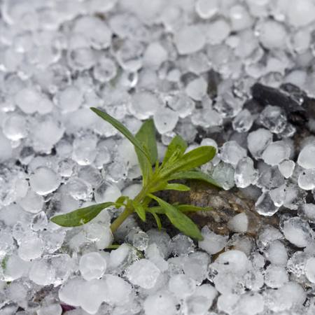 krelles, ledus, lietus, ziedu, zaļa, augs Dantautan - Dreamstime