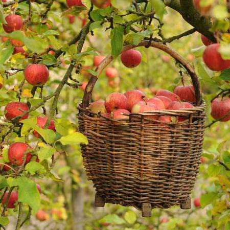 āboli, grozs, koks Petr  Cihak - Dreamstime