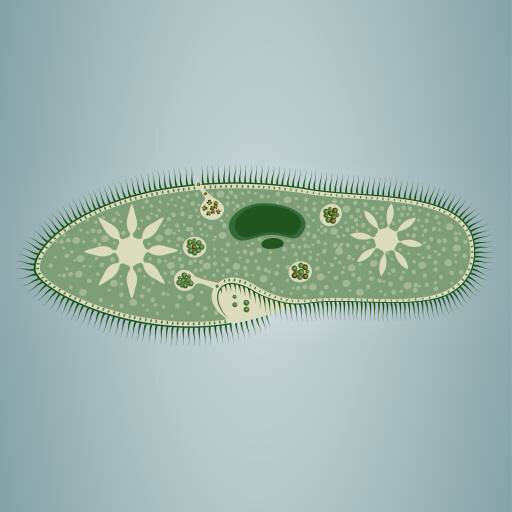 nospiedumu, aļģes, zaļa, zvaigzne, mikroskopiskā, audu Vladimir Zadvinskii (Vladimiraz)