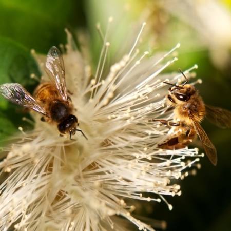 bites, daba, bišu, Polen, flower Sheryl Caston - Dreamstime