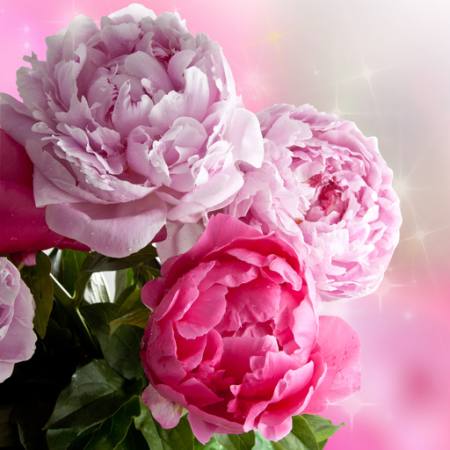 ziedu, ziedi, dārzs, roze Piccia Neri - Dreamstime