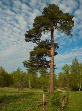 koks, dārzs, lauka, daba, žogs, ceļš, zaļa Konstantin Gushcha - Dreamstime