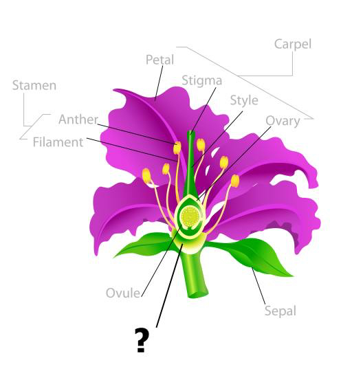 augu, zīmēšana, putekšņlapa, ziedlapa, pavedienu, olšūnas Snapgalleria