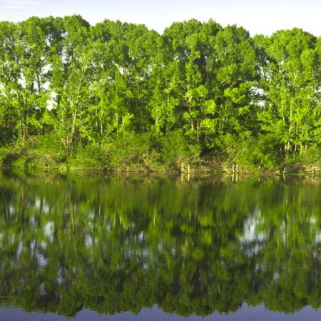 koks, koki, ūdens, zaļa, ezers Vadim Yerofeyev - Dreamstime