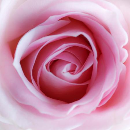 ziedu, rozā Misterlez - Dreamstime