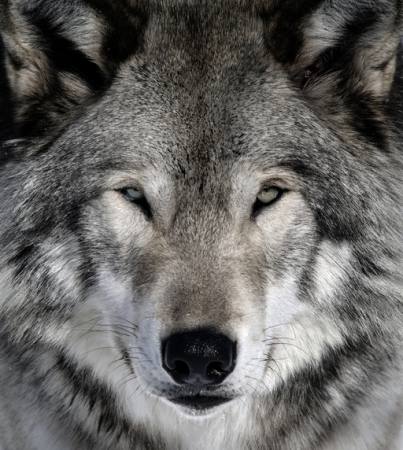 vilks, dzīvnieku, savvaļas, suns Alain - Dreamstime