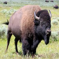Pixwords Attēls ar bizoni, dzīvnieku, zaļo, Buffalo, nometne Alptraum - Dreamstime