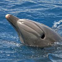 Pixwords Attēls ar jūras, dzīvnieku, delfīns, vaļu Avslt71