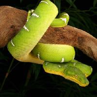 Pixwords Attēls ar čūska, wild, wildlife, zars, zaļa Johnbell - Dreamstime