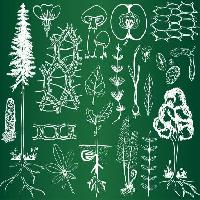 Pixwords Attēls ar zaļa, zīmēšana, zīmējumi, koks, koki, lapas, sēņu, ābolu, augļi Kytalpa