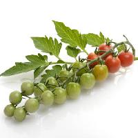 Pixwords Attēls ar augļi, dārzeņi, tomāti, tomātu, zaļš, sarkans, lapas, pārtika Svetlana Foote (Saddako123)