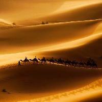 Pixwords Attēls ar smilts, tuksnesis, kamieļi, daba Rcaucino