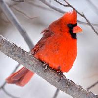 Pixwords Attēls ar putns, sarkana, dzīvnieku, savvaļas (Markwatts104)
