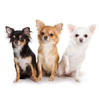 Pixwords Attēls ar suņi, suns, trīs, dzīvnieki, dzīvnieki Anna Utekhina - Dreamstime