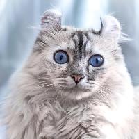 Pixwords Attēls ar kaķis, acis, dzīvnieku Eugenesergeev - Dreamstime