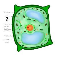 Pixwords Attēls ar šūnu, šūnu, zaļa, oranža, hloroplastu, nucleos, vakuola Designua