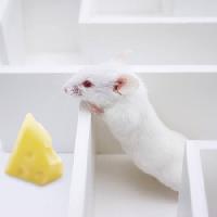 Pixwords Attēls ar pele, peles, siers, labirinta Juan Manuel Ordonez - Dreamstime