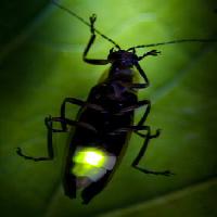 Pixwords Attēls ar kukaiņu, dzīvnieku, savvaļas, wildlife, mazs, leaf, green Fireflyphoto - Dreamstime
