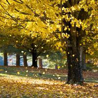 Pixwords Attēls ar koks, koki, rudens, lapas, dzeltens Daveallenphoto