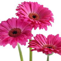 Pixwords Attēls ar ziedi, ziedu, rozā, violeta Tatjana Baibakova - Dreamstime
