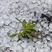 krelles, ledus, lietus, ziedu, zaļa, augs Dantautan - Dreamstime