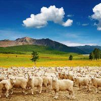 Pixwords Attēls ar aitas, aitas, daba, kalnu, debesis, mākoņi, ganāmpulks Dmitry Pichugin - Dreamstime