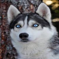 Pixwords Attēls ar suns, acis, zils, dzīvnieku Mikael Damkier - Dreamstime