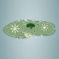 Pixwords Attēls ar nospiedumu, aļģes, zaļa, zvaigzne, mikroskopiskā, audu Vladimir Zadvinskii (Vladimiraz)