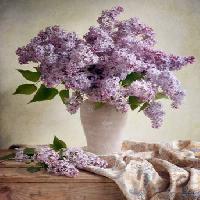 Pixwords Attēls ar ziedi, vāze, violeta, galds, audums Jolanta Brigere - Dreamstime