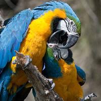Pixwords Attēls ar papagailis, putns, krāsas, putni Marek Jelínek - Dreamstime