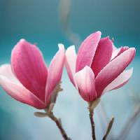Pixwords Attēls ar ziedu, rozā Sofiaworld - Dreamstime