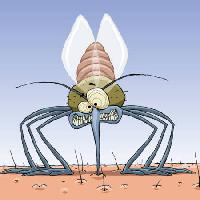 Pixwords Attēls ar moskītu, dzīvnieki, mati, mušas, ģimene, infekcija, malārija Dedmazay - Dreamstime