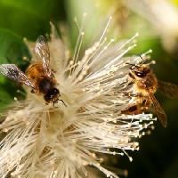 bites, daba, bišu, Polen, flower Sheryl Caston - Dreamstime