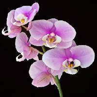 Pixwords Attēls ar ziedu, ziedi, rozā, violeta Jruffa - Dreamstime