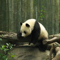 panda, lācis, mazs, melns, balts, koks, mežs Nathalie Speliers Ufermann - Dreamstime