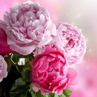 Pixwords Attēls ar ziedu, ziedi, dārzs, roze Piccia Neri - Dreamstime