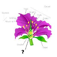 Pixwords Attēls ar augu, zīmēšana, putekšņlapa, ziedlapa, pavedienu, olšūnas Snapgalleria