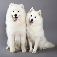 suns, dzīvnieks, balts Lilun - Dreamstime