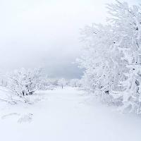 Pixwords Attēls ar ziema, balts, koks Kutt Niinepuu - Dreamstime