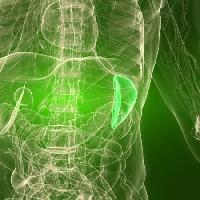 Pixwords Attēls ar orgāns, cilvēka, cilvēks Sebastian Kaulitzki - Dreamstime