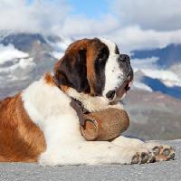 Pixwords Attēls ar suns, muca, kalnu Swisshippo - Dreamstime