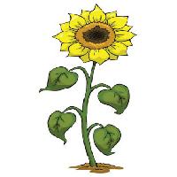Pixwords Attēls ar dzeltena, augt, ziedu, zaļa, augs Dedmazay - Dreamstime
